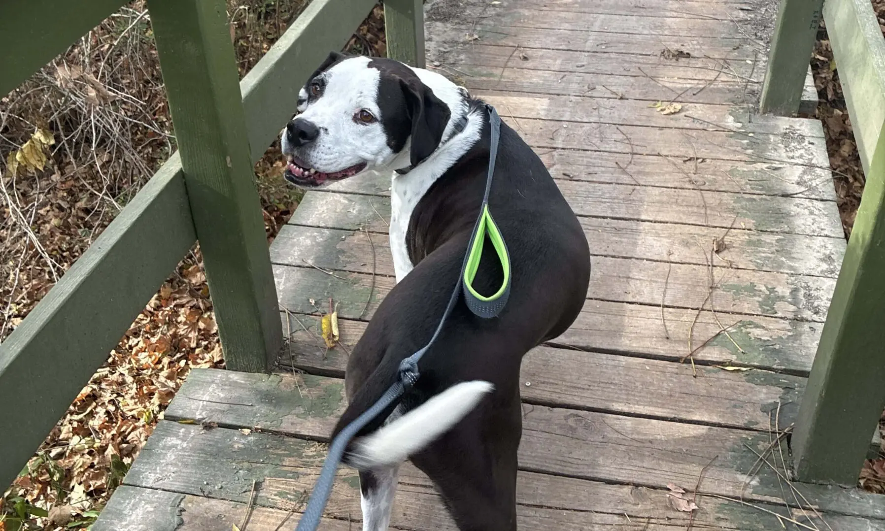 Professional Dog Walking in Morgans Grove Park