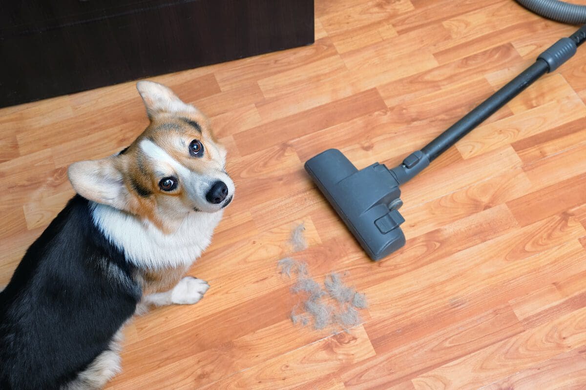 Corgi with vacuum on wooden floor.