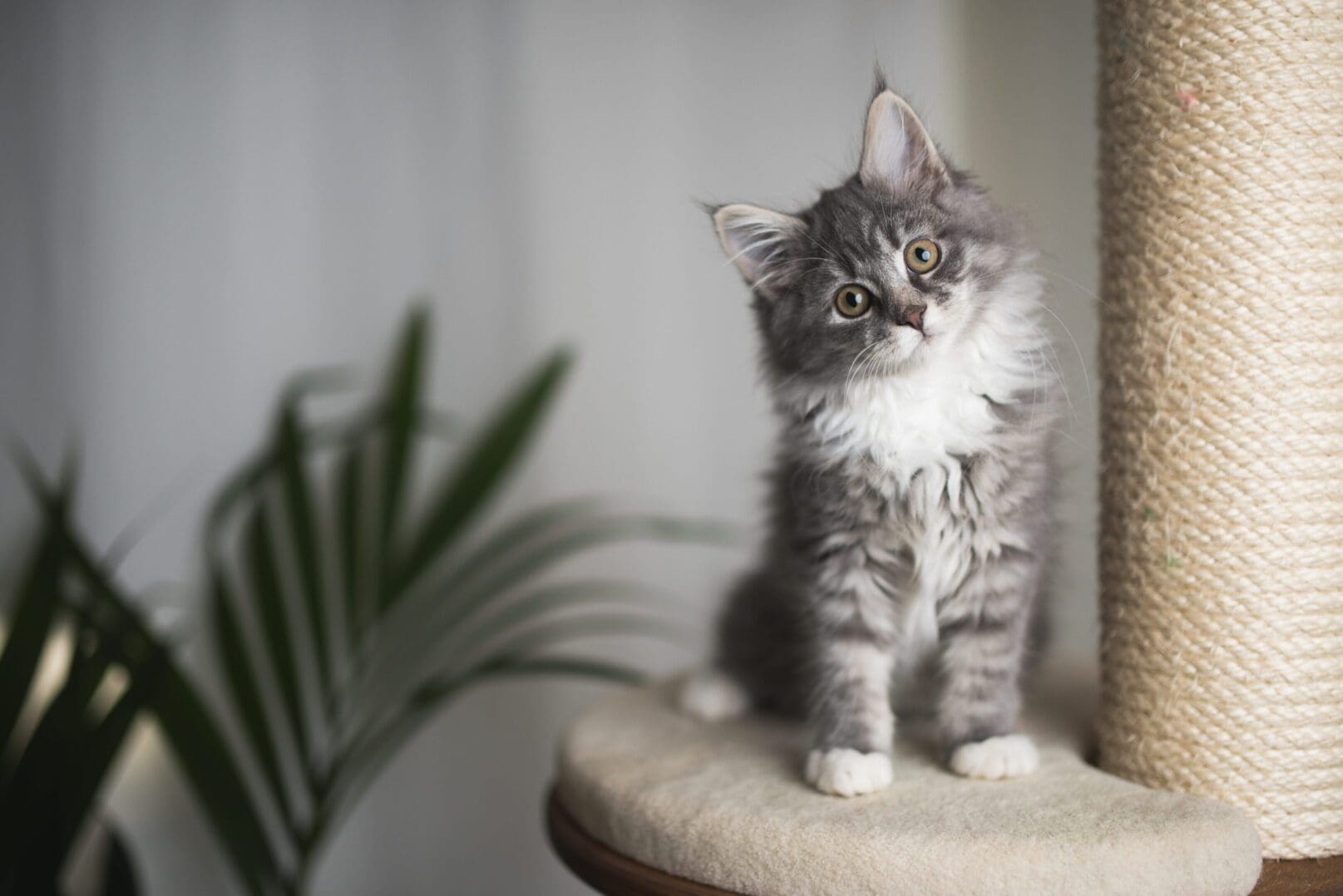 Fluffy gray kitten with white paws sitting on a perch, looking curious.