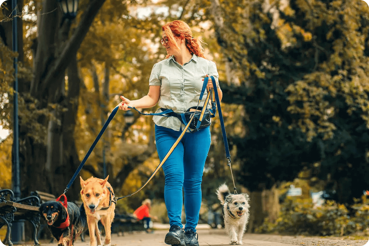 Woman walking three dogs on a leafy path in autumn.