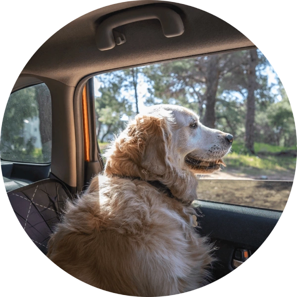 Golden retriever enjoying a car ride looking out the window.