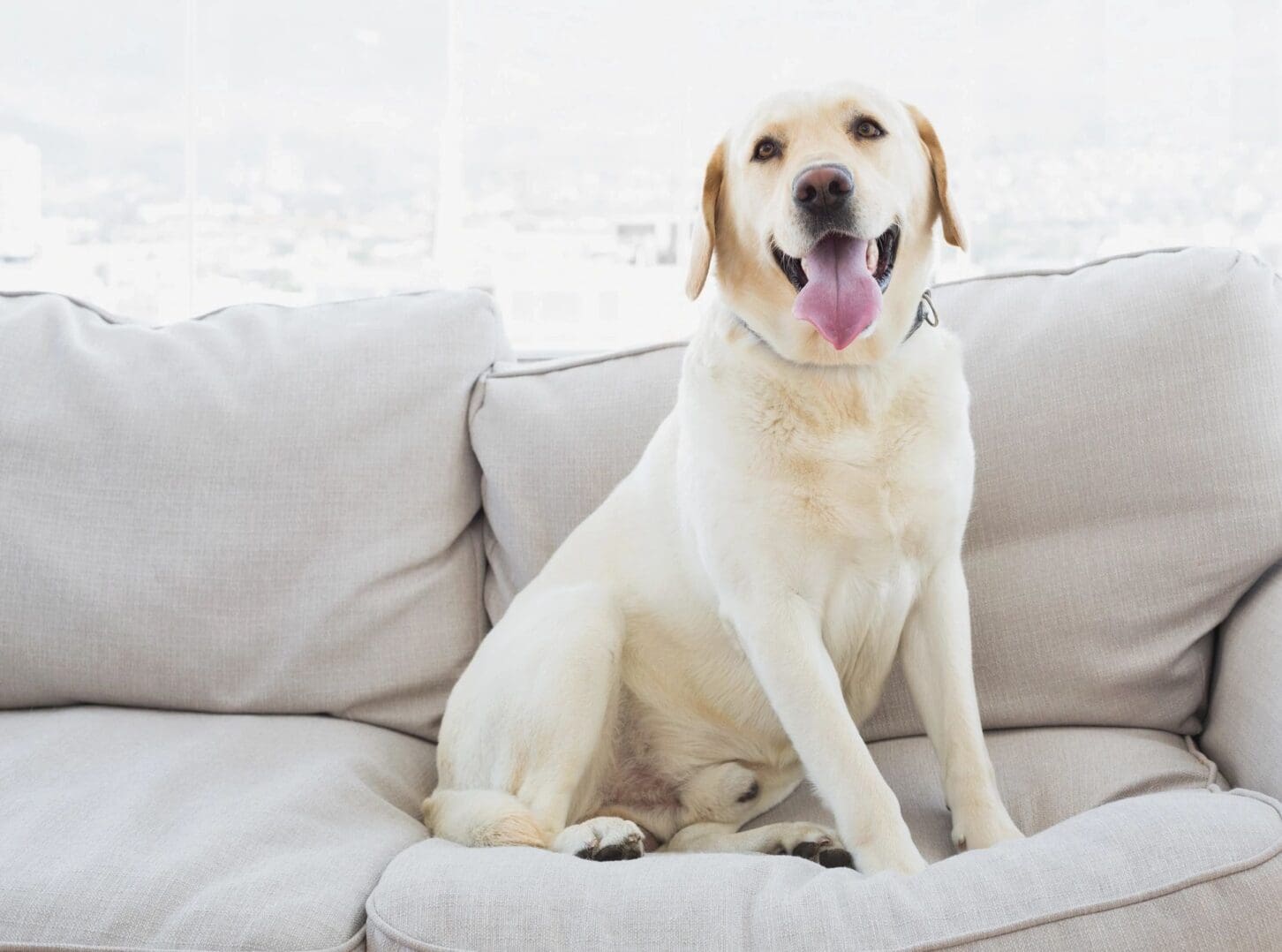 Happy Labrador retriever sitting on a cozy white couch indoors.