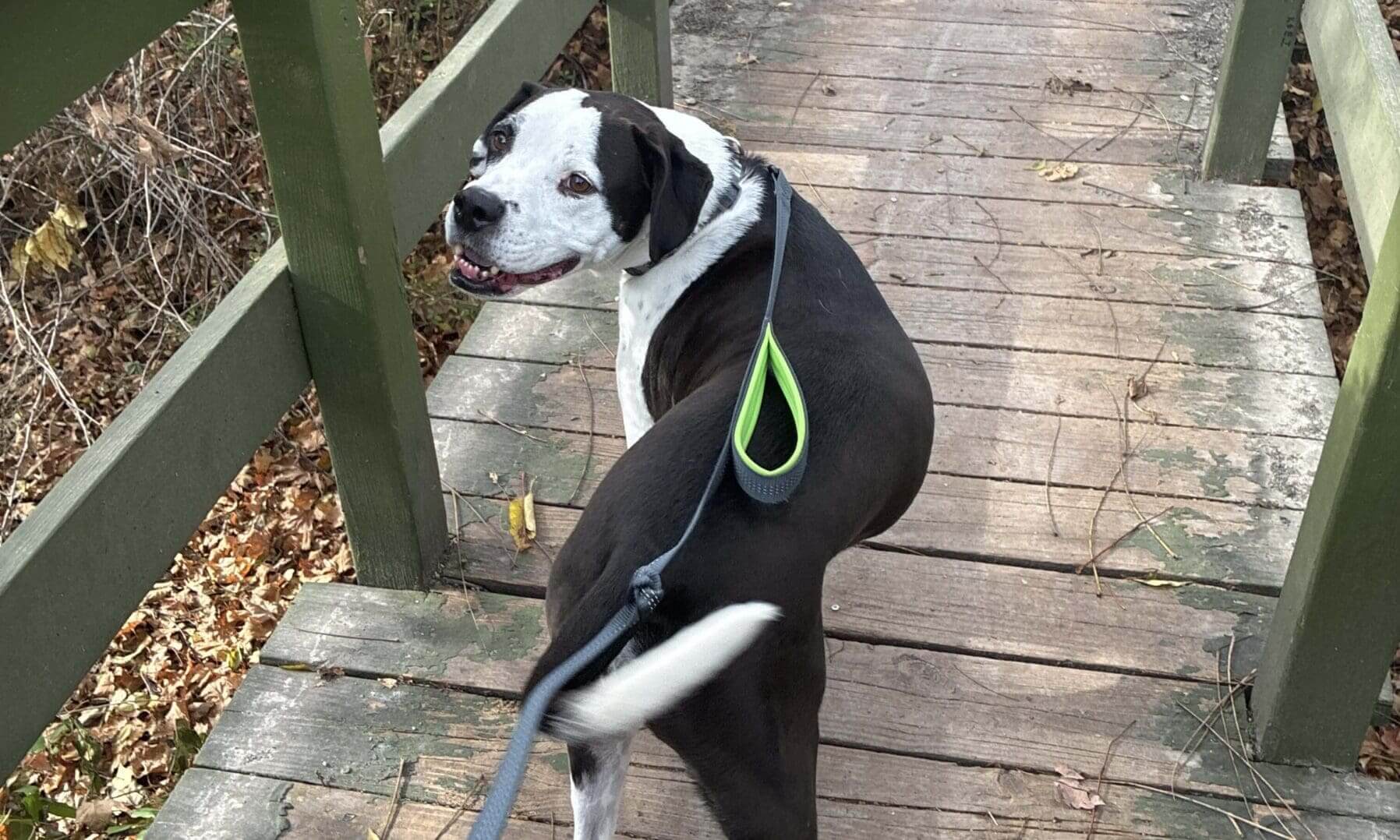 Professional Dog Walking in Morgans Grove Park