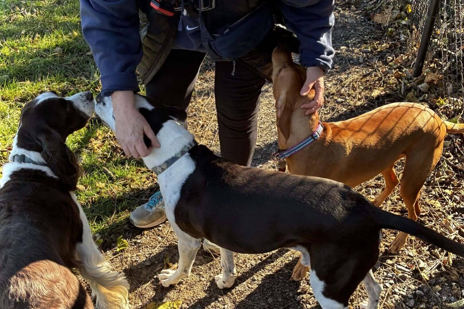 Person petting three dogs outdoors in sunlight.