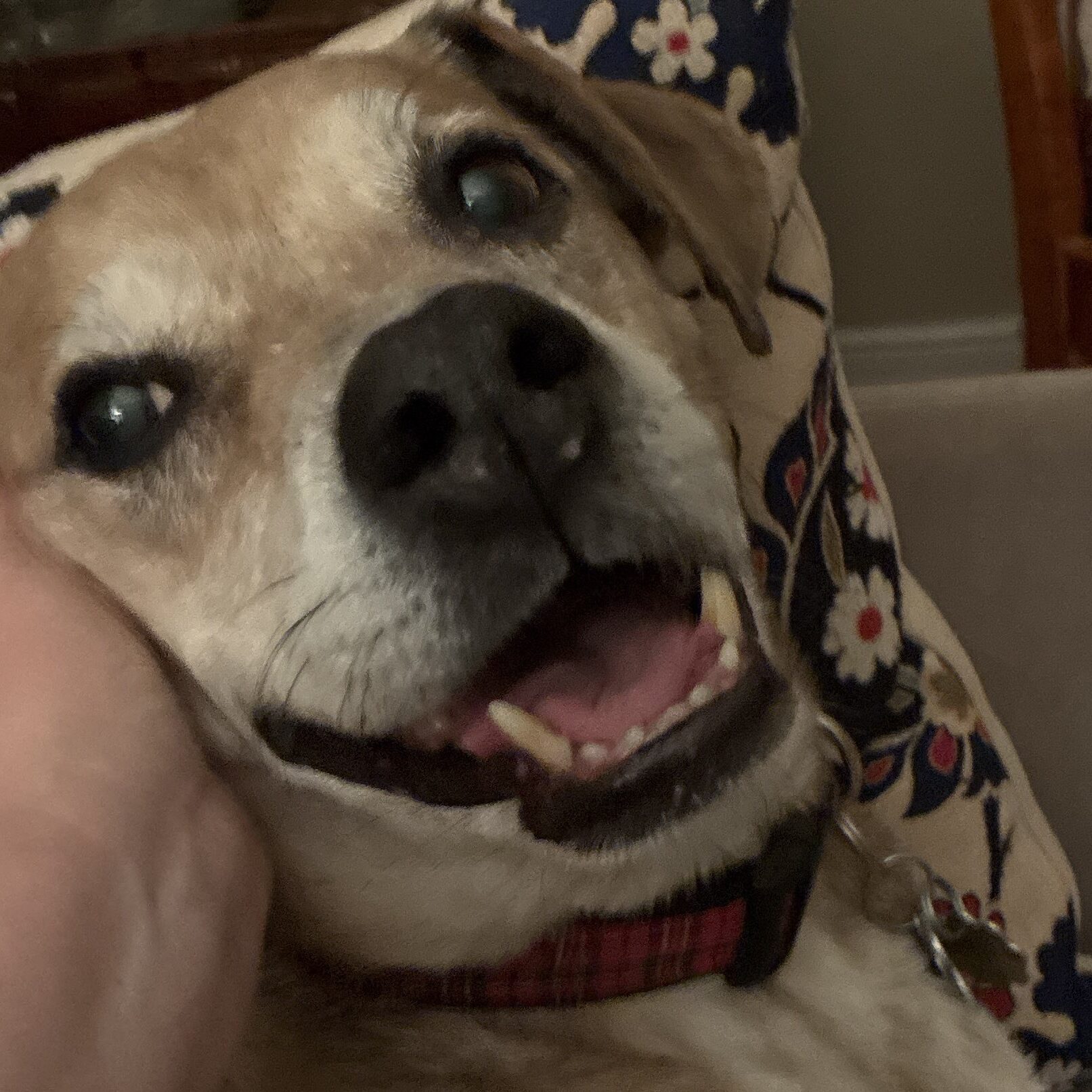 Smiling dog being petted on couch.