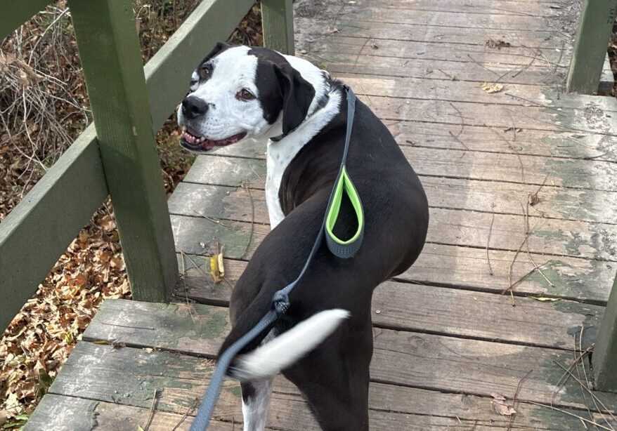 Professional Dog Walking in Morgans Grove Park