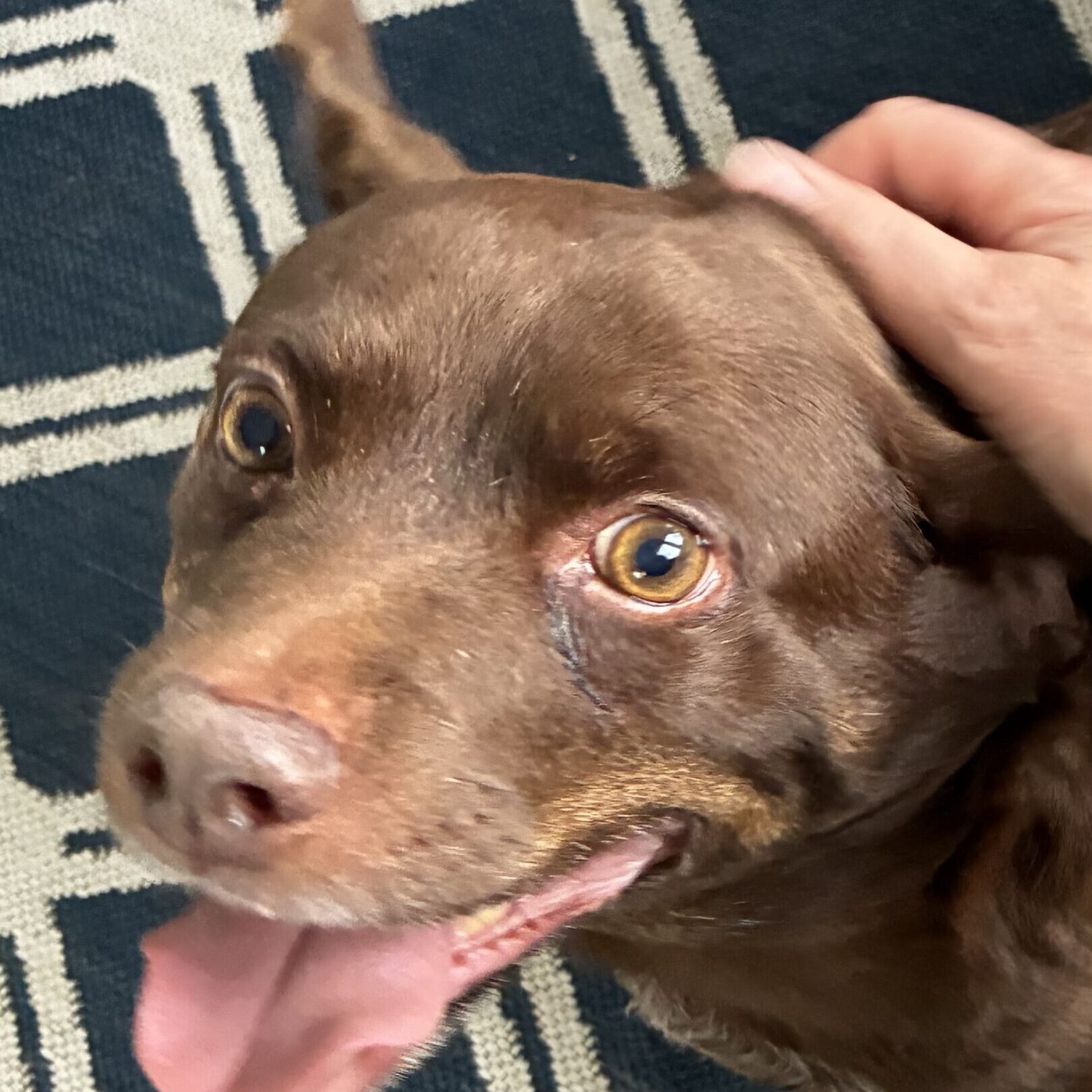 Happy brown dog being petted joyfully.