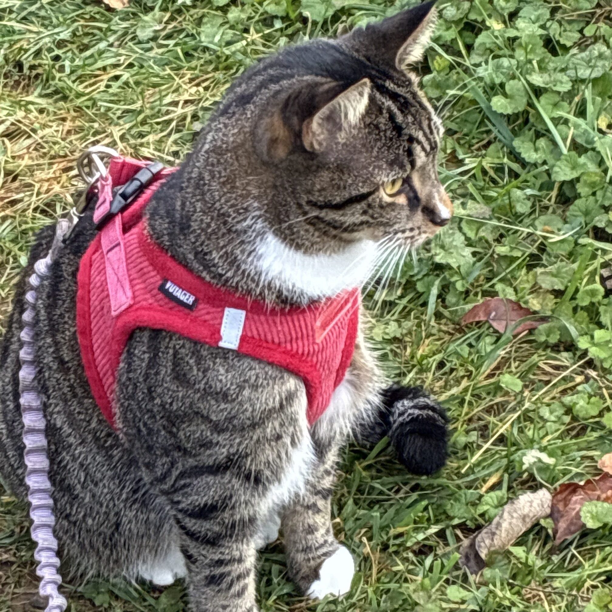 Cat wearing red harness sitting on grass.