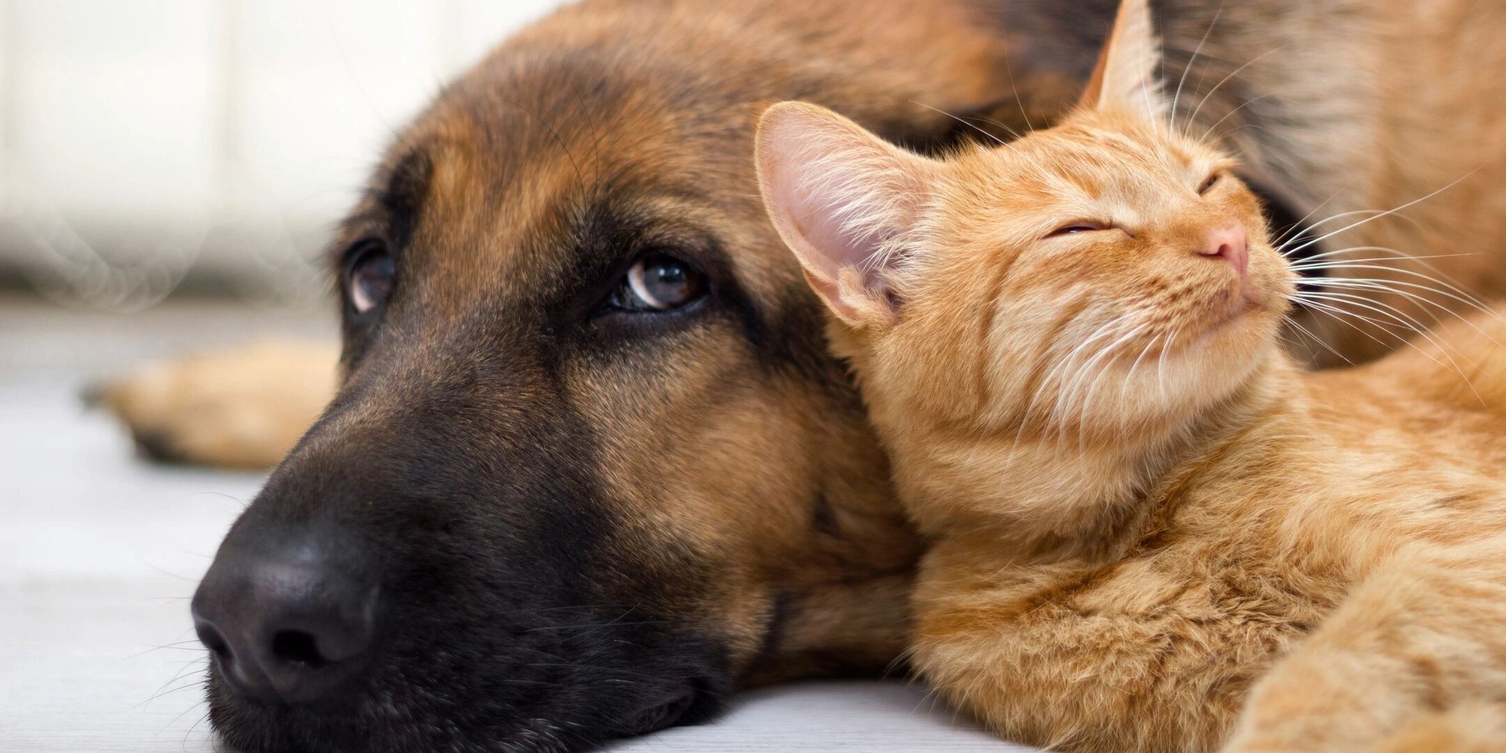 A German Shepherd dog and orange tabby cat resting closely together.