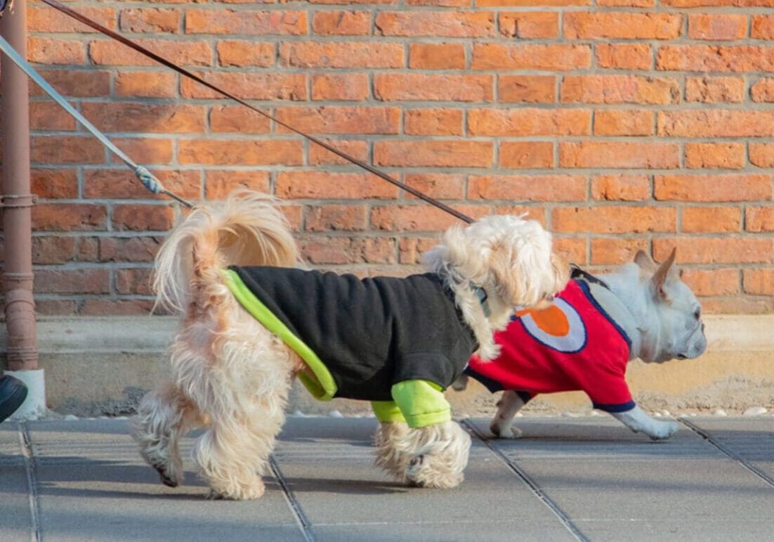 Two dogs on leashes wearing colorful sweaters.