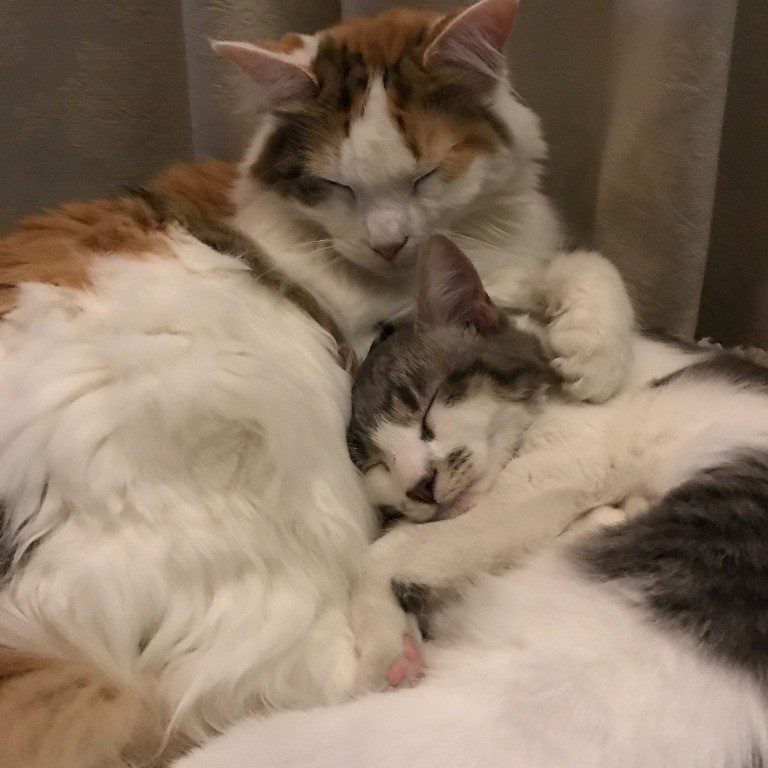 Two cats cuddling while sleeping together.