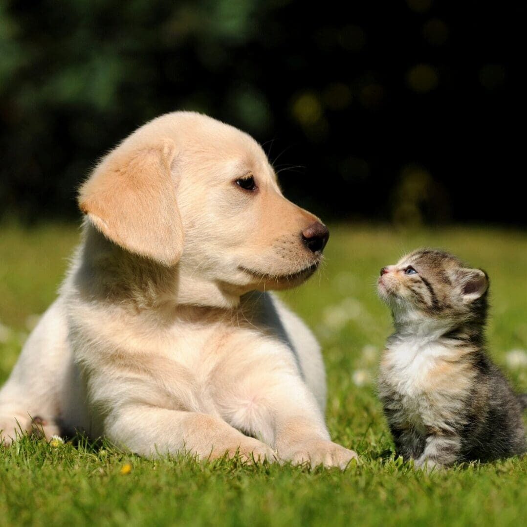 A puppy and kitten sitting together on grass, looking at each other.